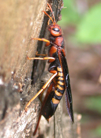 Eastern Horntail
